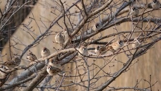 夜读｜愧对麻雀