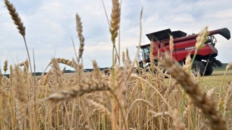 中国科学家研究揭示气候变化下害虫行为如何影响全球粮食安全