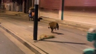 揚(yáng)州街頭出現(xiàn)野豬，目擊者：未傷人，既覺得害怕又覺得稀奇