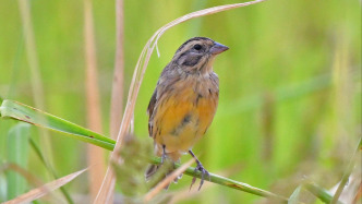 大連警方偵破一起危害野生鳥類案，解救大批國(guó)家一級(jí)保護(hù)野生動(dòng)物