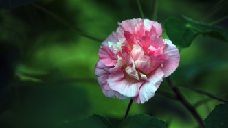 夜讀｜折取一朵木芙蓉