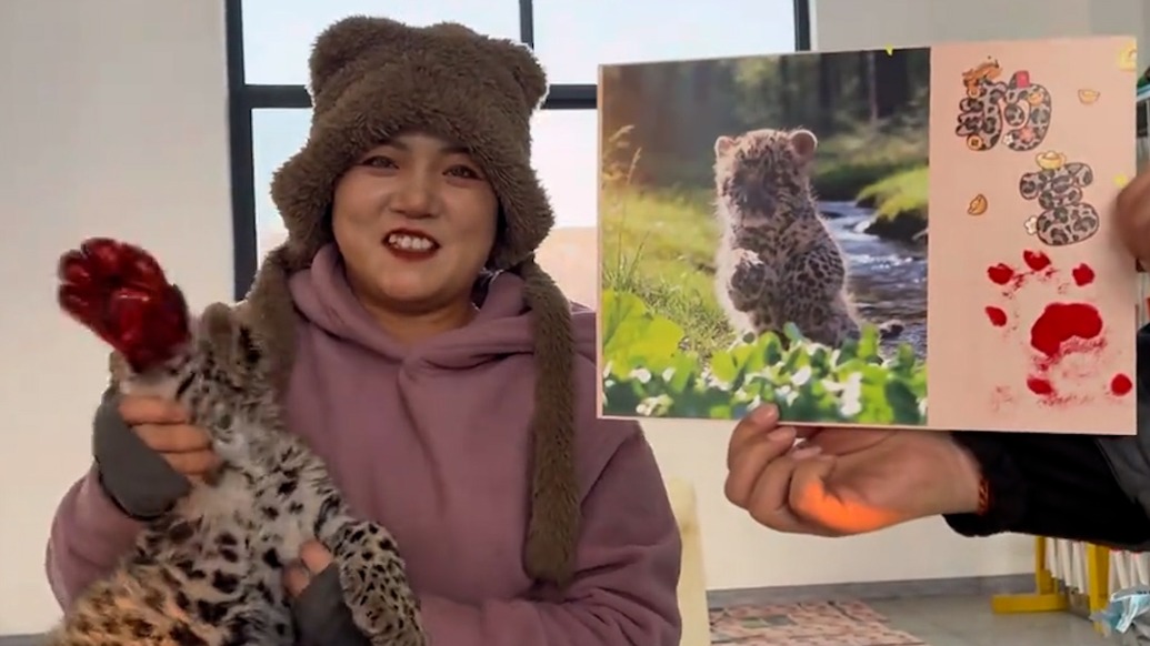 新年“豹富”！兩個(gè)月大豹寶“錢兜兜”給臺(tái)歷親戳萌爪印章