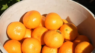 浙江這個“小海鮮之鄉(xiāng)”，私藏著浙江人心中的冬季水果王者