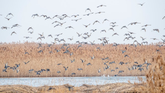 “防鸟不伤鸟，用网须管网”，上海发布通知规范鸟类防护行为