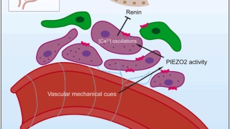 諾獎團隊最新Cell論文：腎臟中的“壓力傳感器”——PIEZO2，調(diào)控血壓的新鑰匙