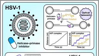 山東大學校友一作Cell論文：破解皰疹病毒復制“核心引擎”，揭開抑制劑作用機制