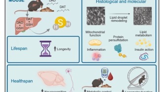 愛大蒜的理由找到了！Cell子刊：經(jīng)常吃，不僅壽命延長11.4%，改善代謝和認知，效果超越二甲雙胍，胃癌死亡風險還能降低34%