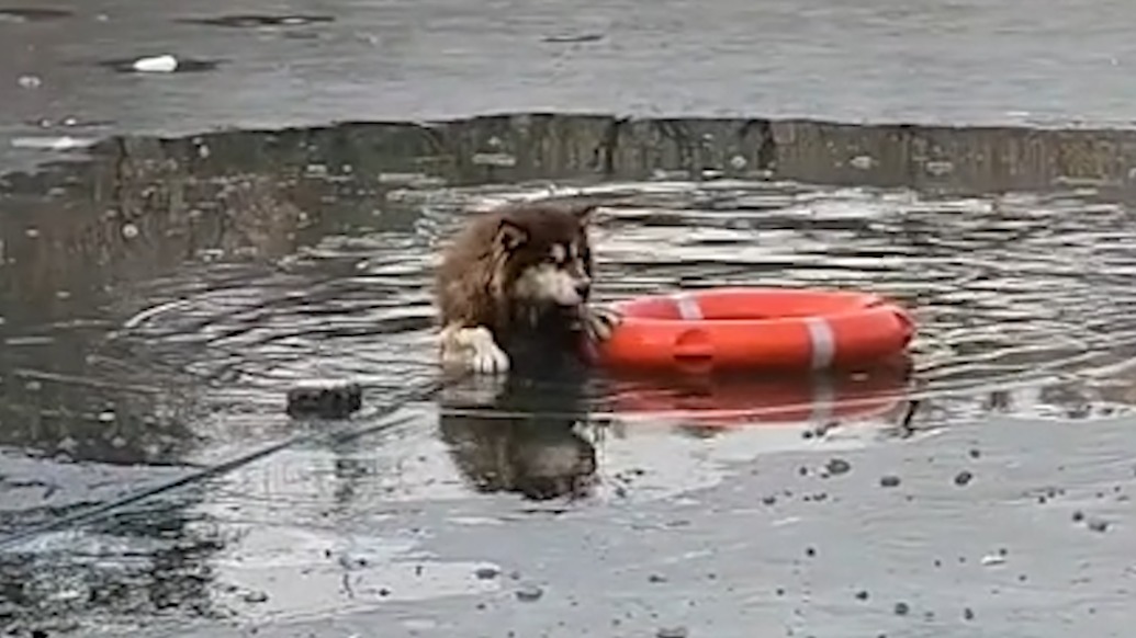 狗狗追鹅踩碎冰面坠入冰水哀嚎，路人合力破冰救出