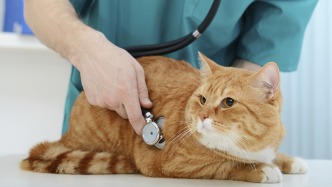 瑞派宠物港交所IPO：收购宠物医院占比超七成，扩张催生大额商誉