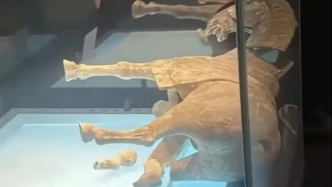 洛博回应唐代彩绘陶马倾倒断裂：原始修复部位粘接剂老化开裂