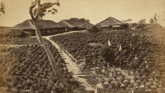 仇振武评《阿萨姆茶园》｜将计就计：作为种植园治理术的“无序”