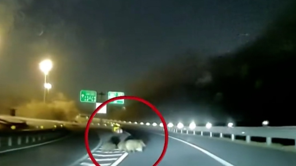 高速上驚險(xiǎn)一幕：野豬橫穿，私家車避讓不及撞上