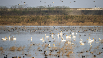 直播丨在中国第三大岛，看越冬候鸟“大客流”