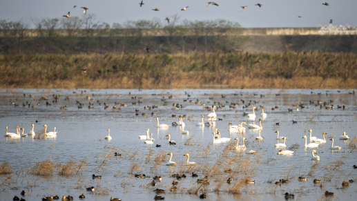 直播丨在中国第三大岛，看越冬候鸟“大客流”