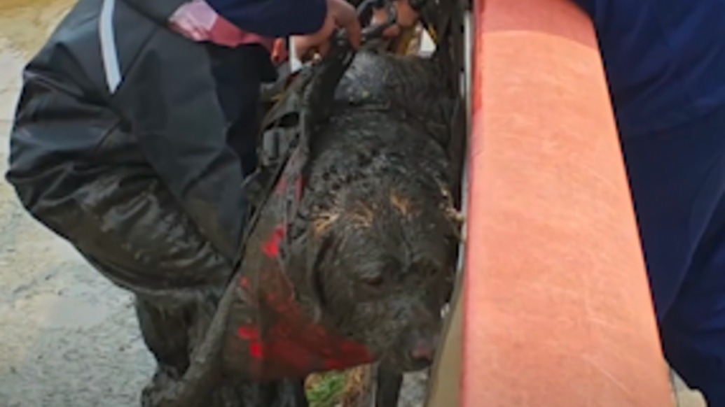 谢谢消防员救狗命！胖狗狗被困淤泥，得救后抱住消防员“不撒手” 