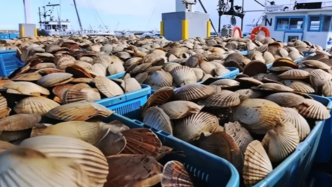 把“海中黄金”端上老百姓餐桌，这位山东院士向江河湖海“要”到了食物