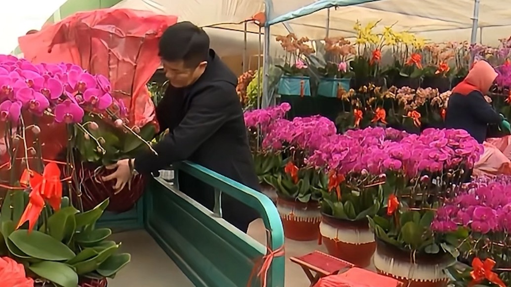年宵花市升温!潍坊青州花卉市场人头攒动,客商备货迎春节