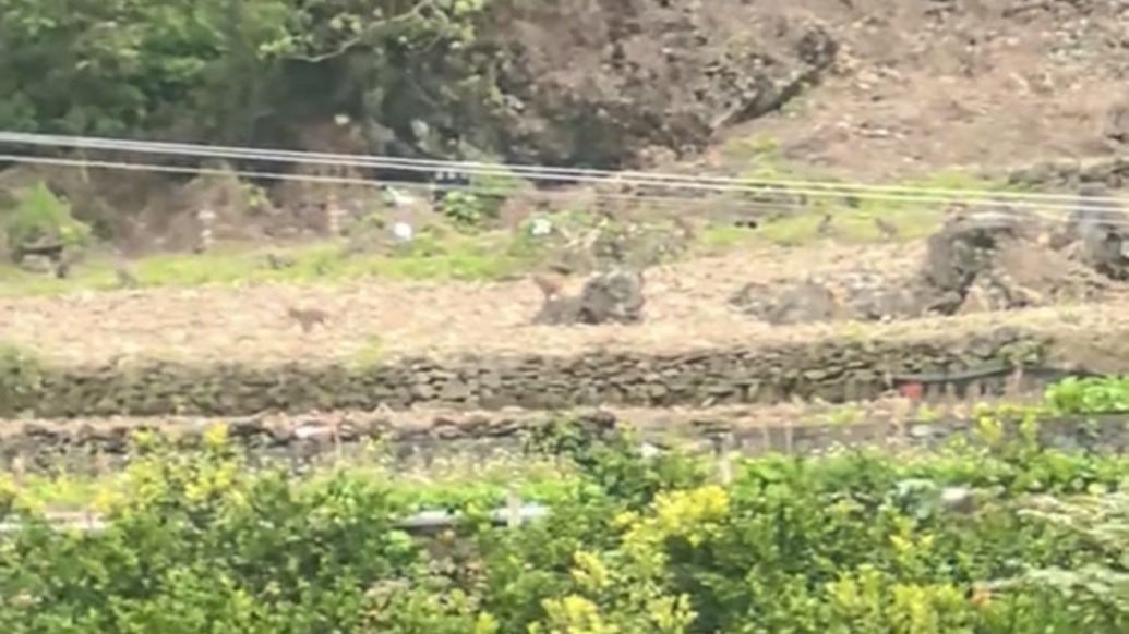 廣西百色野猴成群下山吃遍果園，鎮(zhèn)政府：可驅(qū)趕，但不能抓捕弄死