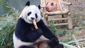 上海野生動(dòng)物園熊貓“七七”今日啟程返回四川，曾因腸梗阻就醫(yī)引發(fā)關(guān)注