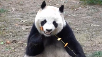 上海野生動(dòng)物園大熊貓“七七”今啟程前往四川