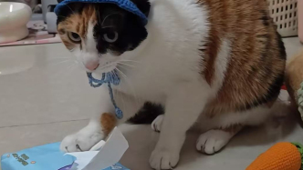 “萝卜纸巾猫”爆火：“察言观色”的我们，渴望“真棒”的肯定