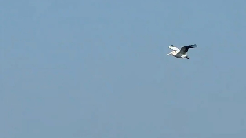 鵜鶘又“出逃”？廣州長(zhǎng)隆動(dòng)物園：暫未接到相關(guān)信息
