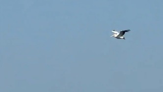 鵜鶘又“出逃”？廣州長(zhǎng)隆動(dòng)物園：暫未接到相關(guān)信息
