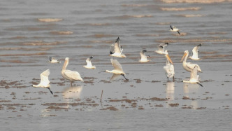 18只卷羽鵜鶘飛抵上海崇明東灘，系全球近危物種
