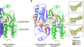 科学家破解豆科植物与根瘤菌共生密码，开辟高效固氮新路径