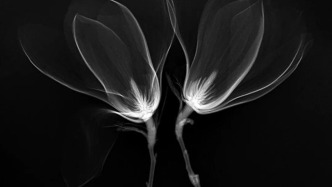 超视域影像｜章国华：植物隐秘之美