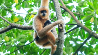 生物学刊物《细胞》最新封面论文，由中国学者联合发表