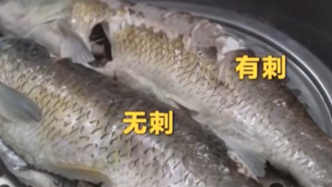 终结鱼刺卡喉烦恼，“无刺鱼”即将走上餐桌，用了啥科技？