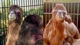 湛江寸金動(dòng)物園回應(yīng)“被指虐待動(dòng)物”：惡意抹黑造謠 