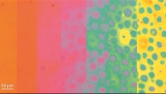 新型合成皮肤同时改变质地与颜色，有望用于伪装、柔性机器人及先进显示等技术领域