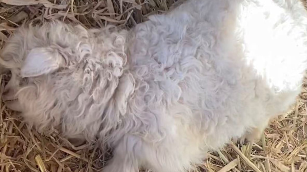 13万也不卖！宁夏“戏精小羊”靠“装死”出圈，主人拒高价求购：只为家乡代言