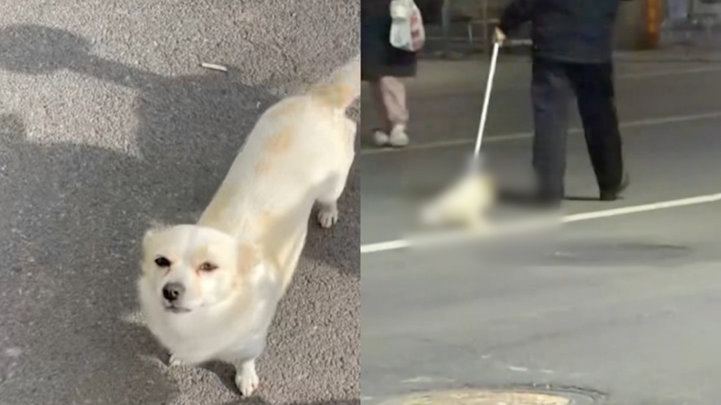 焦作师专回应“流浪狗妈妈被拖行致死”：涉事保安停职
