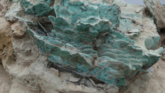 最早杨梅树、唯一唐代金甲等科技考古成果发布