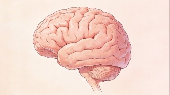 延长母体陪伴时间能显著促进幼崽大脑成熟