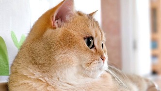 上海“寵主”消費(fèi)調(diào)研：月均寵物消費(fèi)500-1000元，健康醫(yī)療是痛點(diǎn)