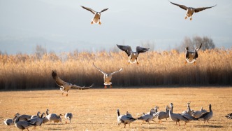 越冬候鸟增至10万只，云南拉市海进入年度最佳观鸟季