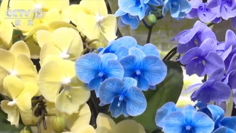 花市“熱”起來(lái)涌動(dòng)節(jié)前消費(fèi)暖流 濃濃“年味”映射出中國(guó)市場(chǎng)韌性強(qiáng)、活力足