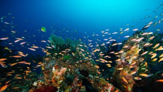 《海洋生物多樣性協(xié)定》正式生效