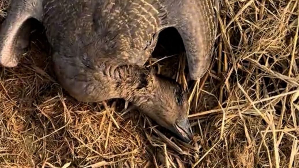 鄱阳湖湿地发现疑似毒害野生动物情况，警方已全面开展排查清理