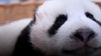 直播丨甘肃首只“本土”大熊猫宝宝4个月了，围观宝妈带娃日常