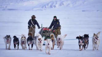 釋疑｜特朗普嘲諷的格陵蘭島“狗拉雪橇”，戰(zhàn)斗力到底如何？