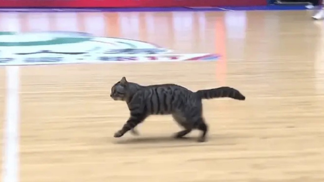 胖狸花闯进CBA赛场，喵星人快攻意识满分