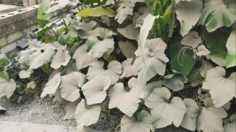 云南永善一采石场爆破粉尘漫天被村民投诉，官方：将立案调查