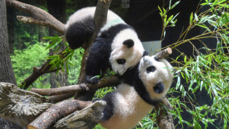 大熊猫“晓晓”和“蕾蕾”将于27日从日本启程回国