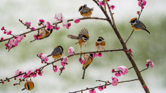 城事｜春运倒计时开启：与梅同绽，向家而行