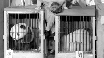 圖憶｜曉曉蕾蕾即將歸國：跨越半世紀，中日熊貓外交回眸